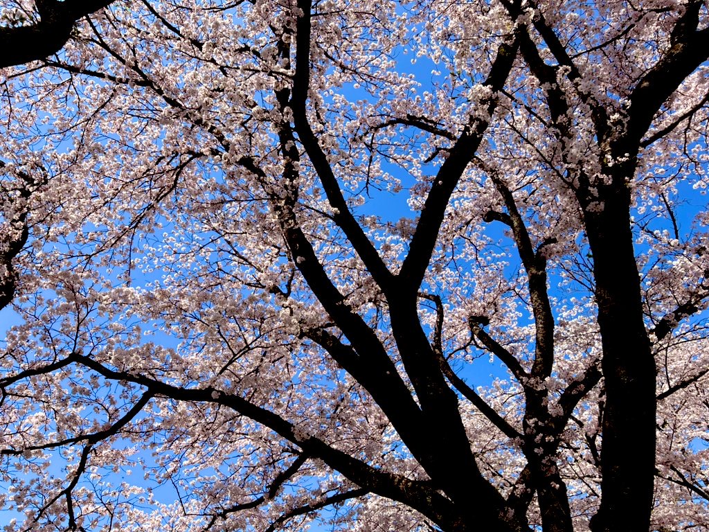 桜祭り｡❀