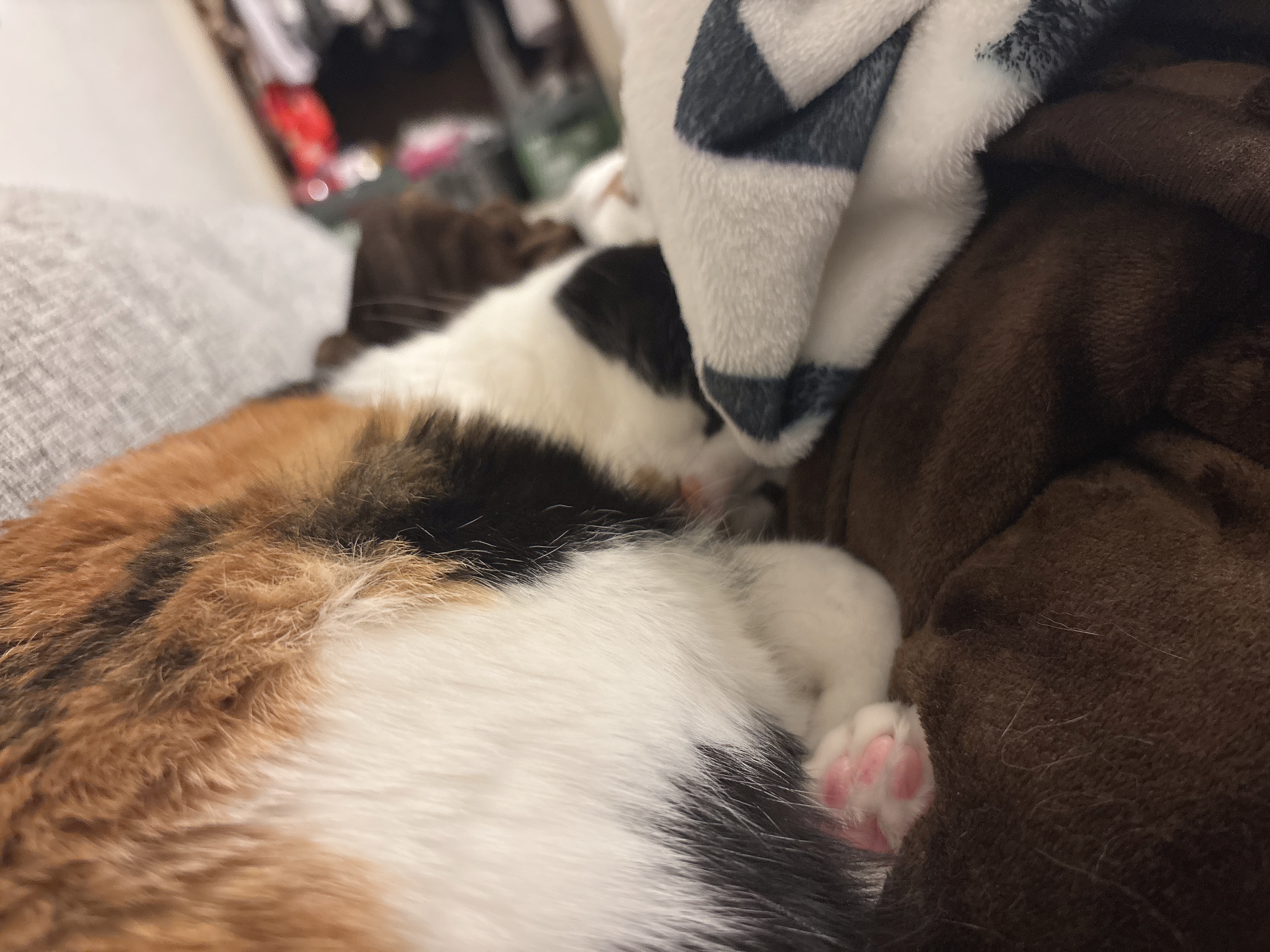 なな